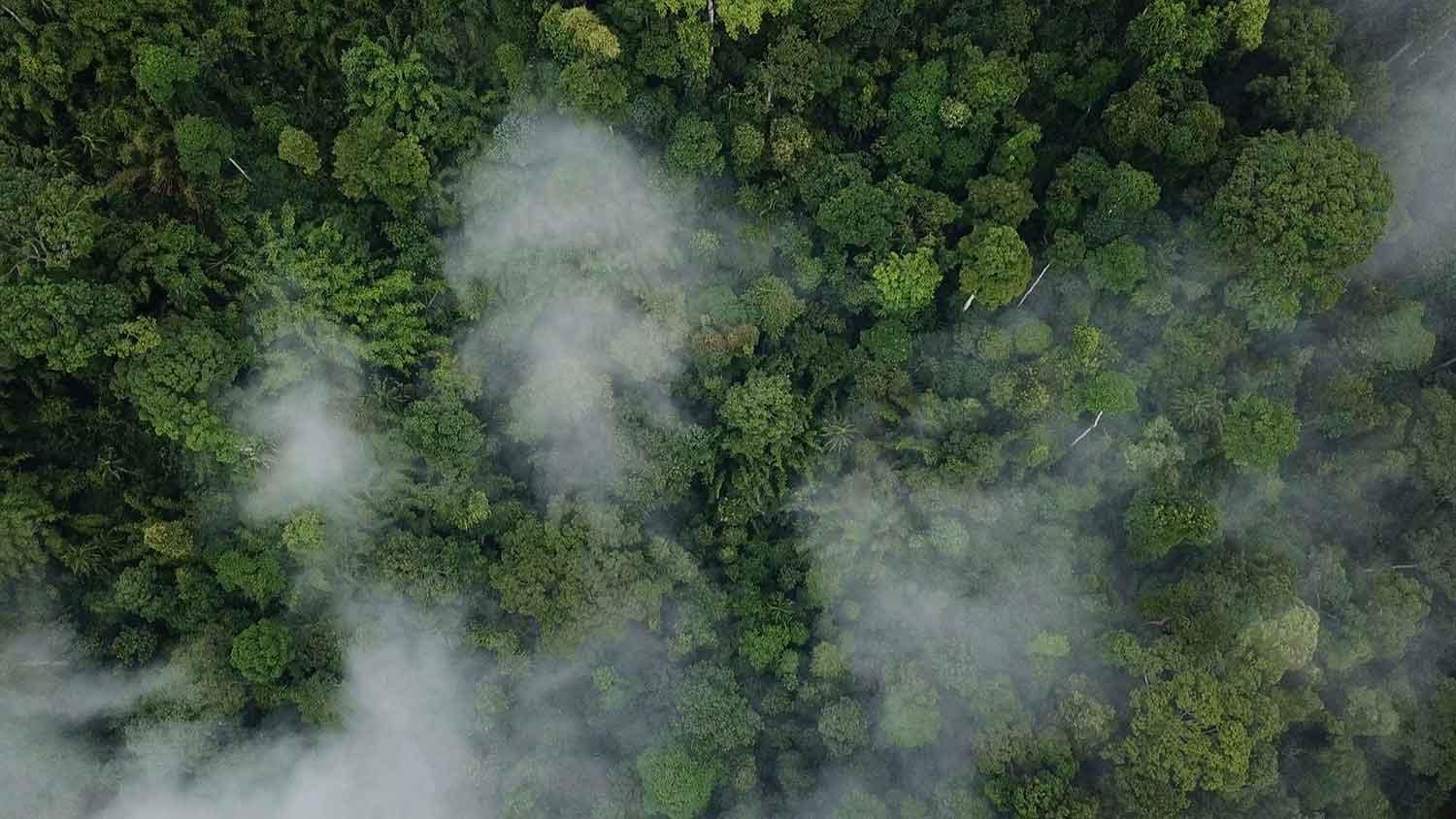 Ferrero & our commitment to deforestation-free palm oil