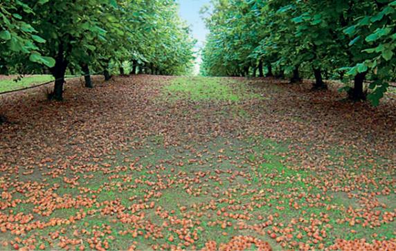 4 pillars of ferrero sustainability