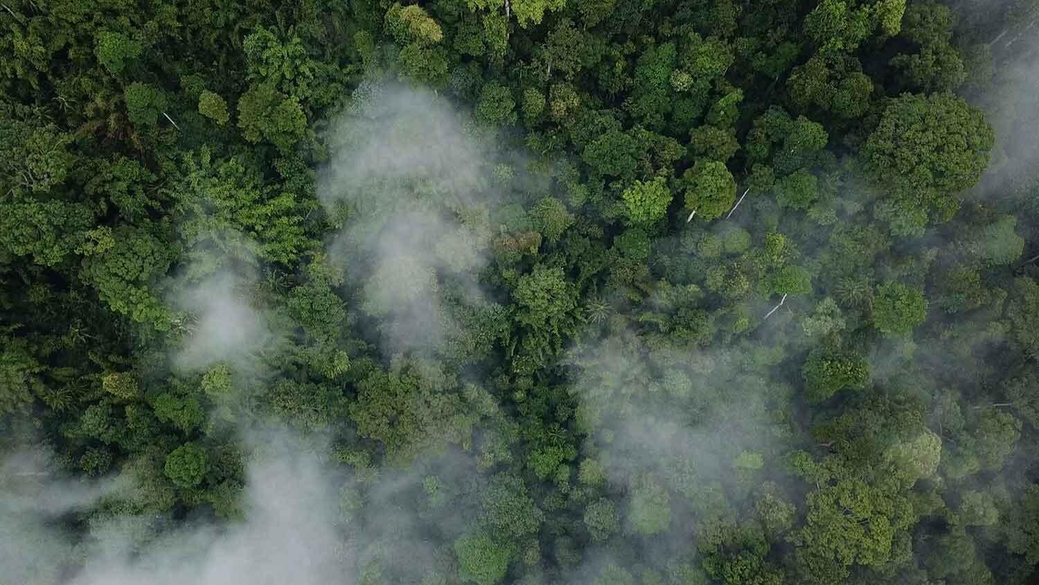 palm-oil-no-deforestation