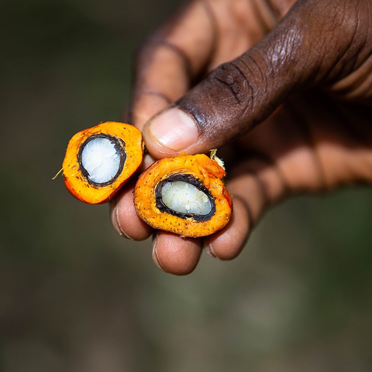 Main ouvrant un fruit de palme à huile