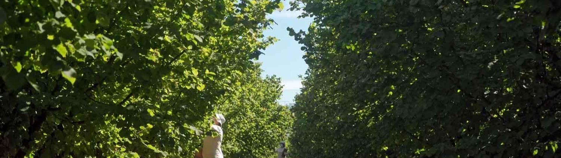 Our commitment to sourcing hazelnuts sustainably