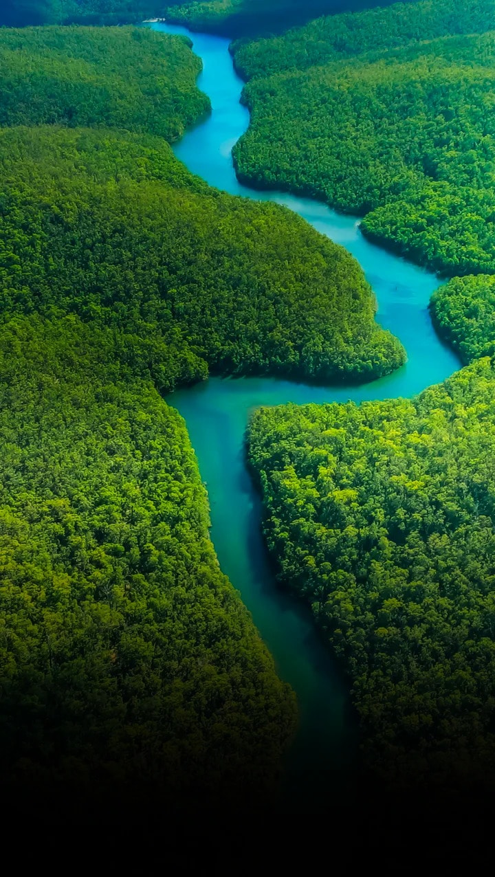 Fiume che attraversa una foresta