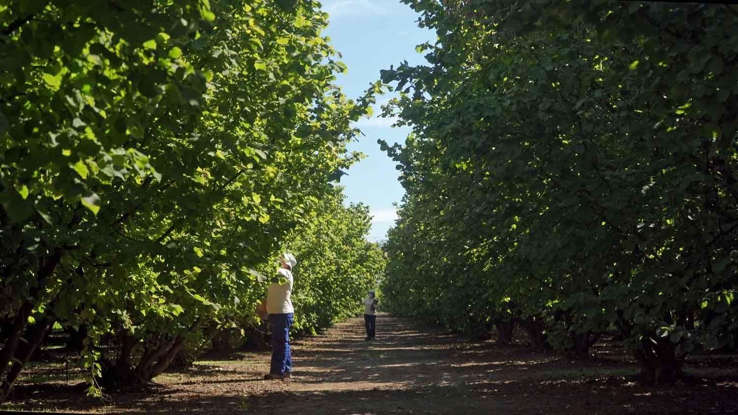 Nuestro compromiso con el abastecimiento sostenible de avellanas