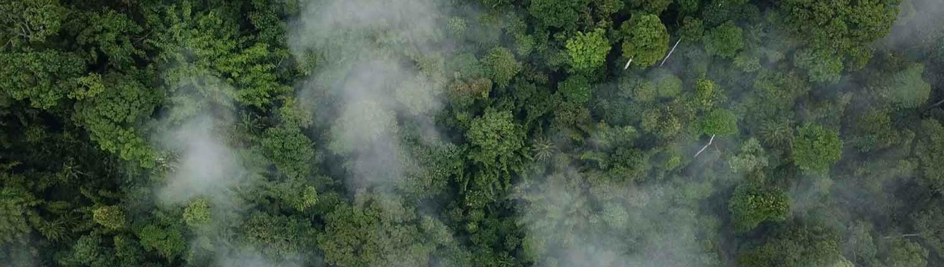 Nuestro compromiso con el aceite de palma sin deforestación