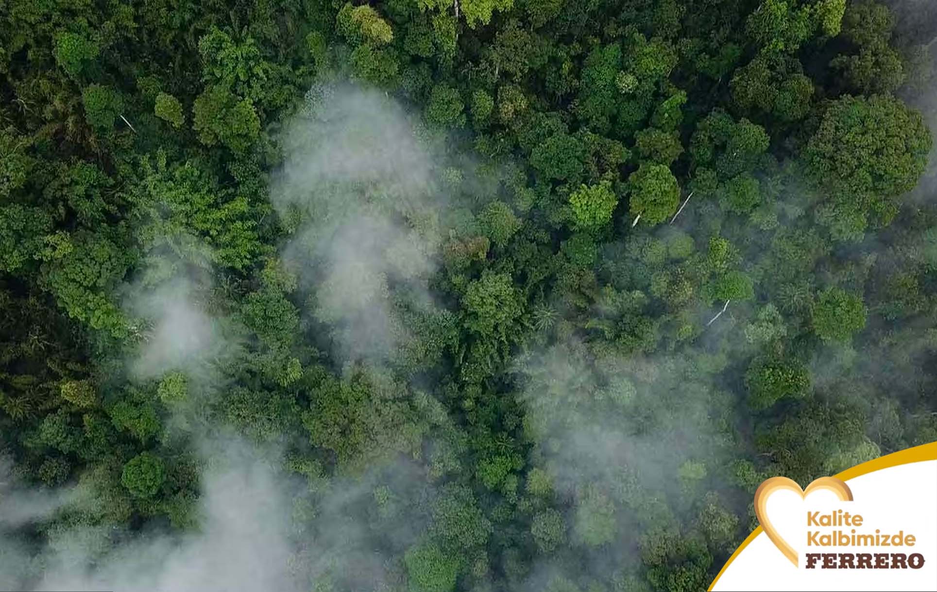 palmiye yağı plantasyonları